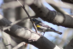 Setophaga coronata