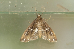 Paracymoriza