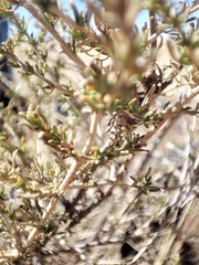 Baccharis pteronioides