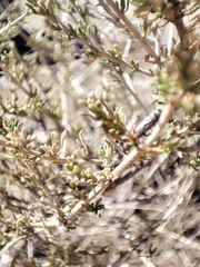 Baccharis pteronioides