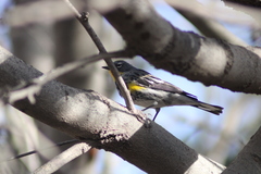 Setophaga coronata
