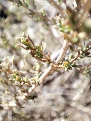 Baccharis pteronioides