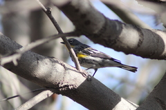 Setophaga coronata