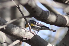 Setophaga coronata