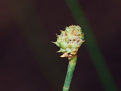 Selitrichodes utilis