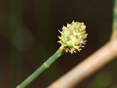 Selitrichodes utilis