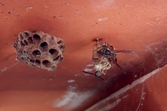 Mischocyttarus cassununga