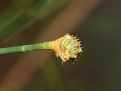 Selitrichodes utilis