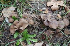 Psathyrellaceae