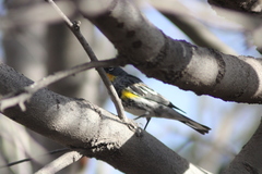 Setophaga coronata