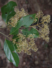 Cryptocarya vulgaris