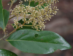 Cryptocarya vulgaris