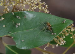 Cryptocarya vulgaris