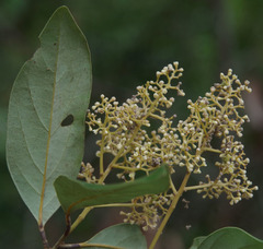 Cryptocarya vulgaris
