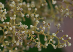 Cryptocarya vulgaris
