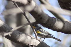 Setophaga coronata