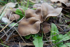 Psathyrellaceae