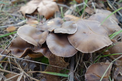Psathyrellaceae