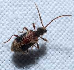 Ptinus hystrix
