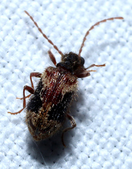 Ptinus hystrix