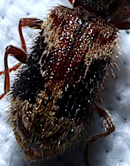 Ptinus hystrix