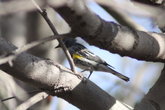 Setophaga coronata