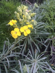 Erysimum insulare