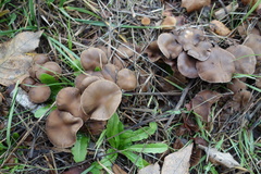 Psathyrellaceae