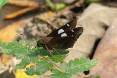 Notocrypta curvifascia