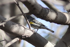 Setophaga coronata