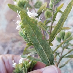 Stevia lemmonii