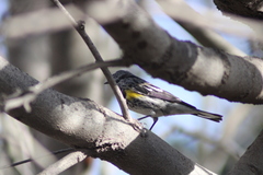Setophaga coronata