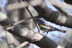 Setophaga coronata