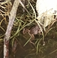 Tomopterna kachowskii