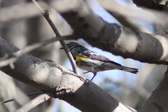 Setophaga coronata