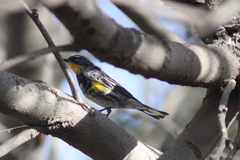 Setophaga coronata