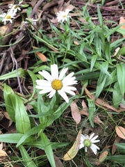 Leucanthemum × superbum