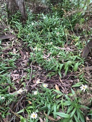 Leucanthemum × superbum