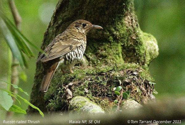Russet-Tailed Thrush
