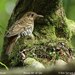 Russet-tailed Thrush - Photo (c) Tom Tarrant, some rights reserved (CC BY-NC-SA)