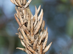 Terobiella nigriceps