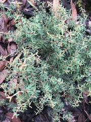 Pultenaea reflexifolia