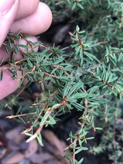 Pultenaea reflexifolia