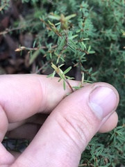 Pultenaea reflexifolia