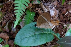 Pierella nereis