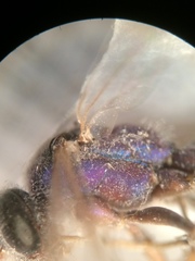 Auplopus architectus