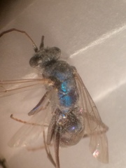 Auplopus architectus