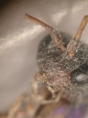 Auplopus architectus