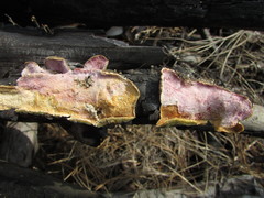 Hypomyces polyporinus