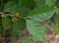 Cyclophyllum multiflorum